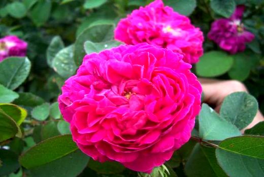 تولید 150 تن گل محمدی در نی ریز