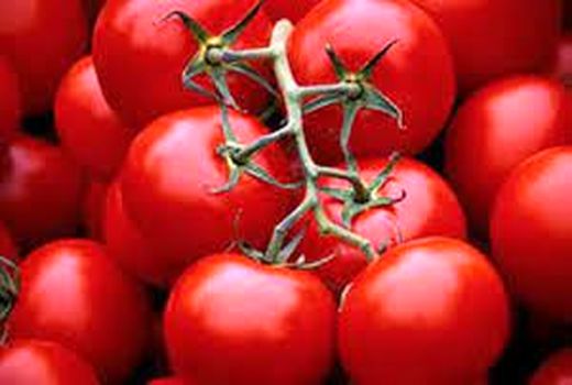 گوجه فرنگی ارسنجان پروانه ICM گرفت 