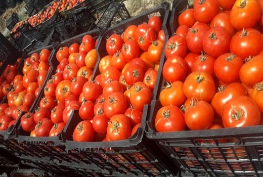 مطالبات گوجه‌کاران کردستانی پرداخت شد