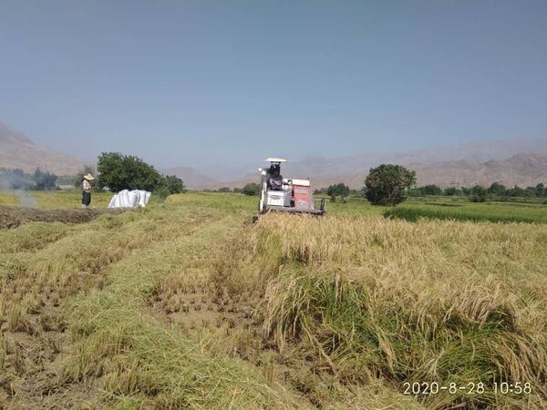 برداشت مکانیزه برنج از شالیزارهای استان قزوین آغاز شد