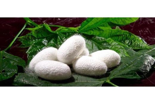 پیش‌بینی تولید 9 تن پیله‌ ابریشم در سوادکوه‌شمالی