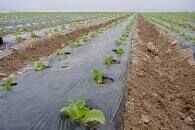 مدیریت کاهش تولید پسماندهای کشاورزی در راستای تحقق توسعه پایدار 