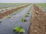 مدیریت کاهش تولید پسماندهای کشاورزی در راستای تحقق توسعه پایدار 