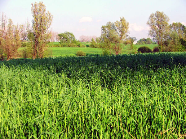 گرما، کشت غلات را کاهش می‌دهد