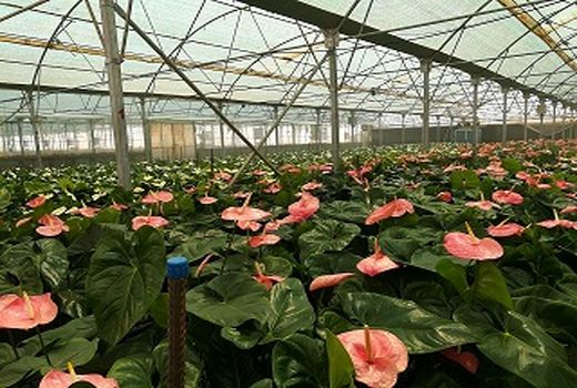 هدف‌گذاری برای اجرای طرح‌های شاخص استان مرکزی در بخش باغبانی در هفته دولت