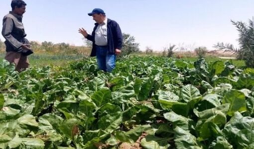 فاصله‌ای به نام «دانش تا مزرعه»؛ چالش پنهان تولید چغندرقند