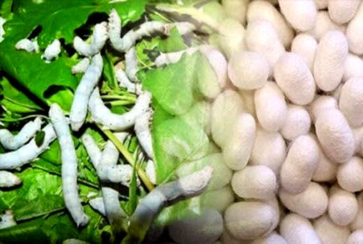 توزیع 8 هزار اصله نهال توت برای توسعه نوغانداری در شهرستان ماکو