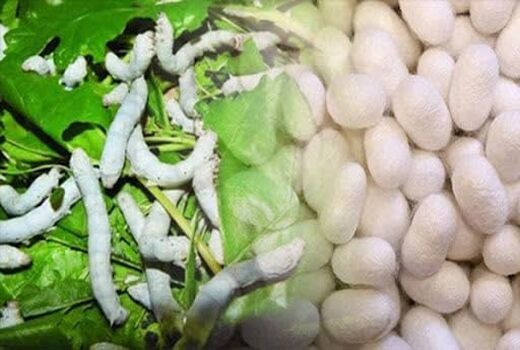 توزیع 8 هزار اصله نهال توت برای توسعه نوغانداری در شهرستان ماکو