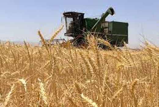افزایش 10 درصدی خرید تضمینی گندم در خوزستان