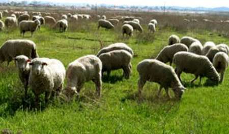 کاهش نیم درصدی دام سبک وابسته به مرتع در هر سال