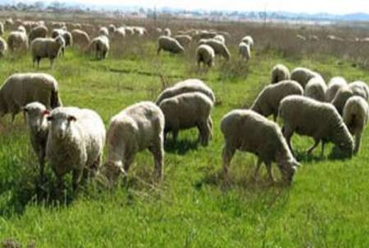 کاهش نیم درصدی دام سبک وابسته به مرتع در هر سال