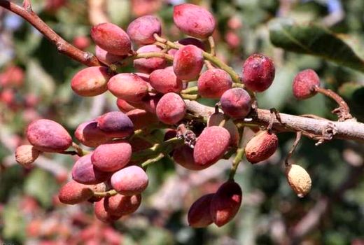 زرندیه رتبه ششم تولید پسته در کشور را دارد

