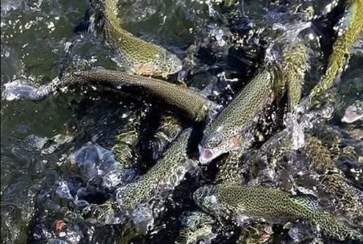 اشتغال 9 هزار و 800 نفری در صنعت آبزی‌پروری چهارمحال و بختیاری