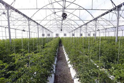 پیشرفت 100 درصدی شناسایی طرح نهضت گلخانه‌ای خراسان جنوبی