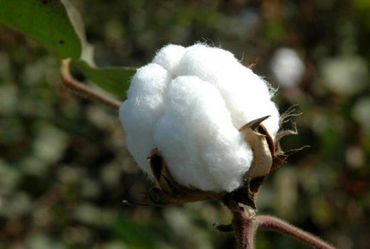 تولید 10 هزارتن وش پنبه در فسا