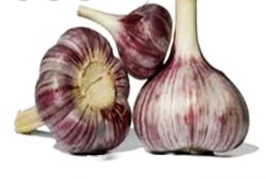 آغاز برداشت سیر سرخ در شهرستان بشاگرد