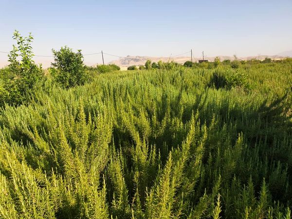 تولید بیش از 30 هزار تن انواع گیاهان دارویی در خوزستان