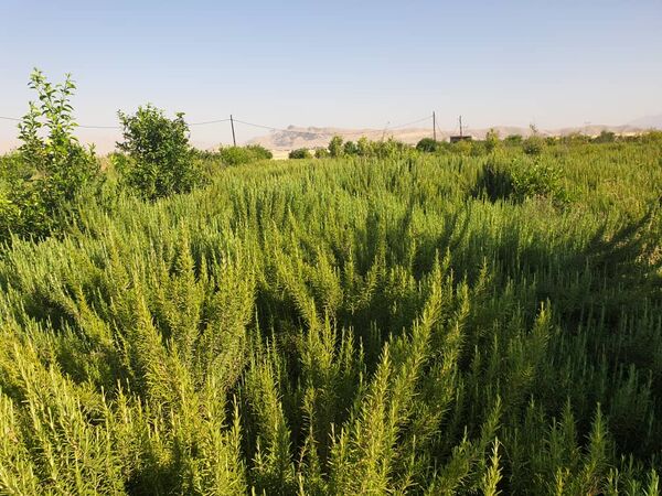 تولید بیش از 30 هزار تن انواع گیاهان دارویی در خوزستان