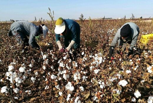 برداشت وش پنبه از مزارع استهبان آغاز شد