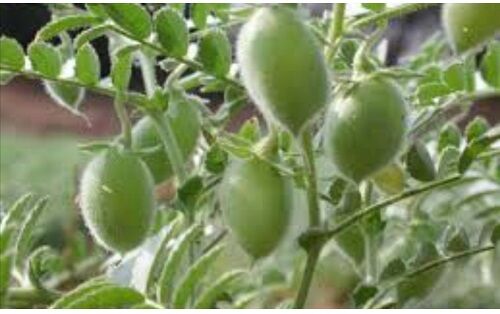 کاشت نخود پاییزه در ارسنجان