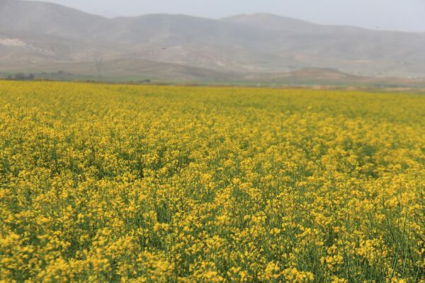 پیش‌بینی برداشت یک هزار و 200 تن کلزا از مزارع چهارمحال و بختیاری