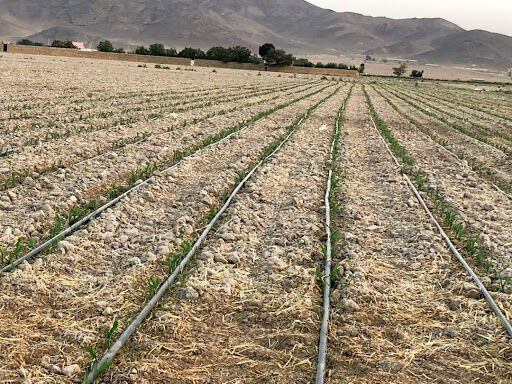 تجهیز ۱۱۱۸ هکتار از اراضی دیم دشت نازک پلدشت به سیستم های آبیاری نوین