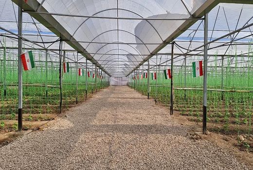 گلخانه سبزی و صیفی با تولید سالیانه 250 تن (در 2 دوره کشت)در شهرستان اسفراین به بهره برداری رسید