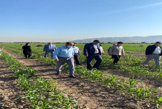  روند اجرای طرح انتخاب مشارکتی ارقام مختلف گندم در شهرستان ری