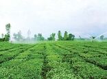 فضای تولید واشتغال در دشت جگین ایجاد شده است