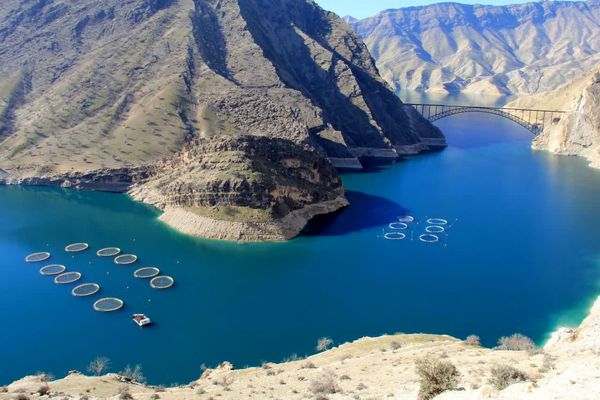 افزایش بهرهوری و تولید با پرورش ماهی در قفس