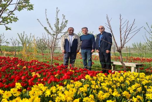 مزرعه گل‌های لاله و نرگس در روستای اسپره خون تبریز