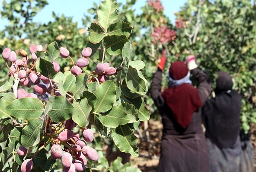 پیش‌بینی تولید پسته بازبینی می‌شود