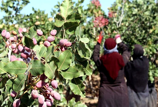 3 اقدام بانک مرکزی برای ارزآوری 2 میلیارد دلاری صادرات پسته در سال جاری