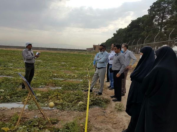 بررسی "طرح تولید بذر هیبرید طالبی" در پاکدشت