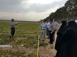 بررسی "طرح تولید بذر هیبرید طالبی" در پاکدشت
