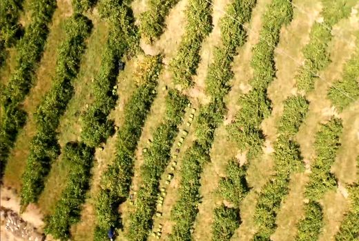 ۲۰۰ هکتار از تاکستان‌های شهرستان کیار دچار سرمازدگی شد