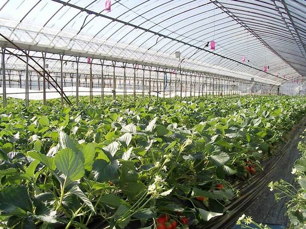 توسعه کشت گلخانه‌ای در اصفهان در اولویت قرار گرفته است