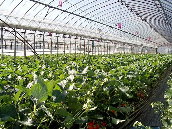 توسعه کشت گلخانه‌ای در اصفهان در اولویت قرار گرفته است