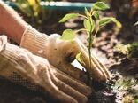 کاشت 100 اصله درخت در زمین گلف مجموعه ورزش انقلاب به منظور ارتقای سطح محیط زیست