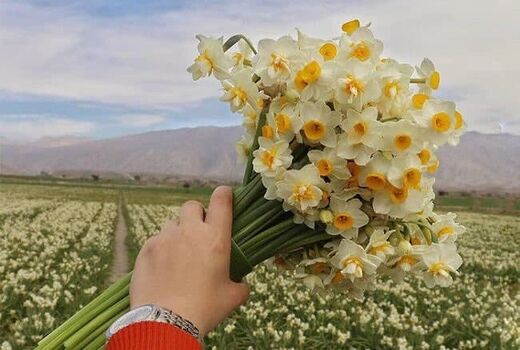 نرگس های رستم زینت بخش بازار گل شد 