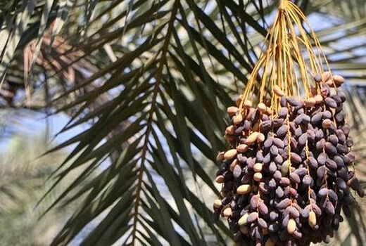 پایان کار خرید تضمینی خرما در خوزستان