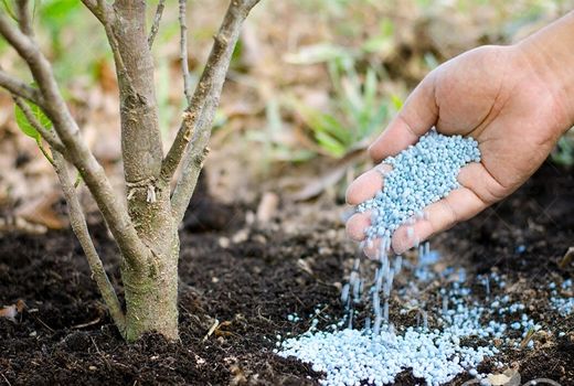 بهبود کمی وکیفی محصولات سربیشه با تغذیه بهینه مزرعه و درختان