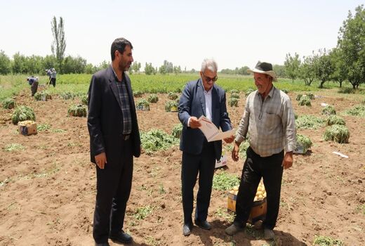 اهداء لوح تقدیر رئیس سازمان به سیب زمینی کار نمونه استانی در راستای تولید سیب زمینی سالم