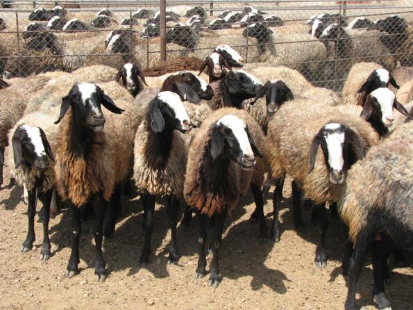 ۲۸ درصد علوفه مورد نیاز دام بین دامداران خراسان شمالی تامین شد 