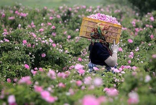 گلوگاه صادرات گل محمدی در بازاررسانی و فرآوری است / کیفیت گل محمدی قربانی افزایش عملکرد