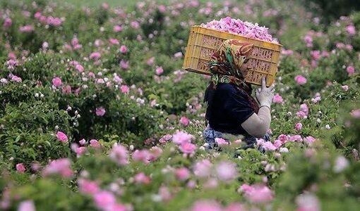 گلوگاه صادرات گل محمدی در بازاررسانی و فرآوری است / کیفیت گل محمدی قربانی افزایش عملکرد