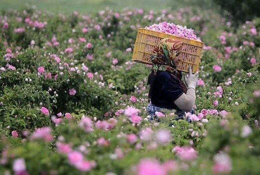 گلوگاه صادرات گل محمدی در بازاررسانی و فرآوری است / کیفیت گل محمدی قربانی افزایش عملکرد