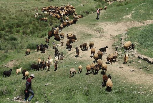 ورود و خروج دام به مراتع استان سمنان مستلزم نظارتی جدی است