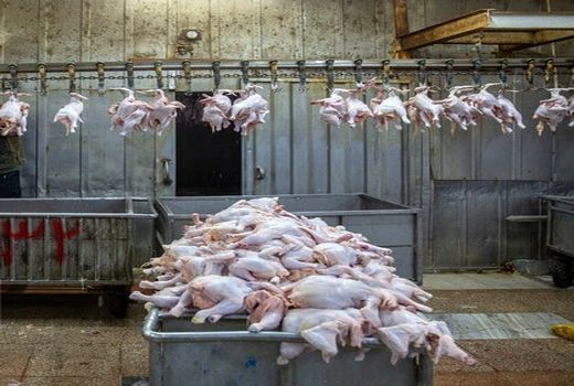 مرغ دو نرخی در بازار معنایی ندارد