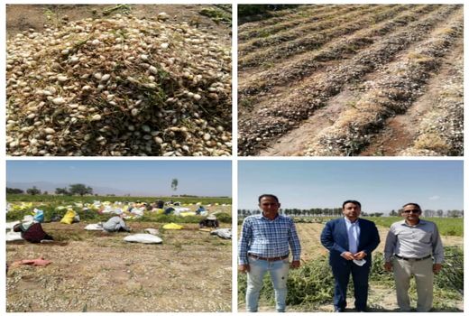 برداشت آنیون ست (بذرپیاز خوراکی ) از 65 هکتار مزارع شهرستان بردسیر 